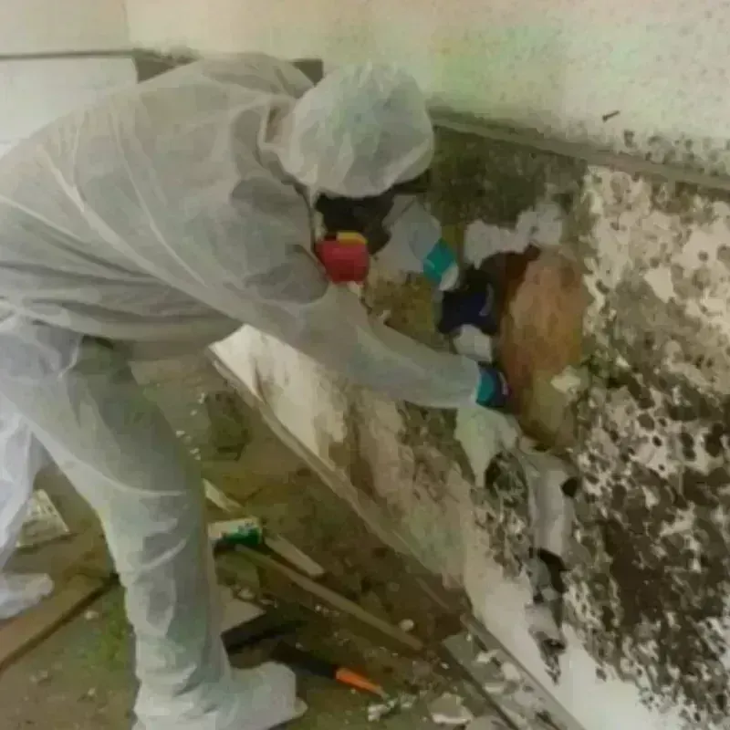 Mold Remediation and Removal in Mount Vista, WA